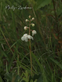 Rond wintergroen [Pyrola rotundifolia] - Tenella plas Oostvoorne (5jul2026)