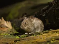 Rosse woelmuis [Myodes glareolus] - Geldberg Putte (8apr2026)    
