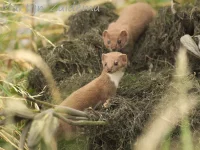 Wezel [Mustela nivalis] - Vockestaert Schiedam (9jul2019)