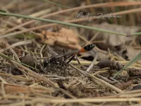 Grote rupsendoder [Ammophila sabulosa] - Hoog veluwe Schaarsbergen (27jul2026)