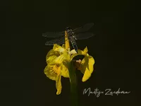 Viervlek [Libellula quadrimaculata] - Vrouwenpolder Zeeland (22mei2026)  