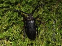 Lederboktor [Prionus coriarius] - Hoog veluwe Schaarsbergen (27jul2026)