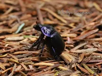 Bosmestkever [Trypocopris vernalis] - Hoog veluwe Schaarsbergen (27jul2026)