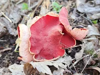 Rode kelkzwam [Sarcoscypha coccinea] - Arboretum-Heempark Delft The netherlands (18mrt2026)  