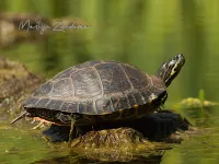 Geelwangschildpad [Trachemys scripta troosti] - Vrouwenpolder Zeeland (22mei2026)