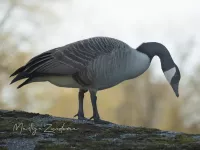 Grote Canadesegans [Branta canadensis] - Voorhofdreef Delft The netherlands (18mrt2026)