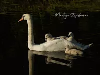 Knobbelzwaan [Cygnus olor] - Polderweg Schiedam (22mei2026)