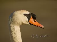 Knobbelzwaan [Cygnus olor] - Vockestaert Schiedam The netherlands (18mrt2026)
