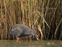 Purperkoet [Porphyrio porphyrio] - Eendragtspolder Zevenhuizen Zuid-Holland (22sept2025)   
