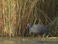 Purperkoet [Porphyrio porphyrio] - Eendragtspolder Zevenhuizen Zuid-Holland (22sept2025)  