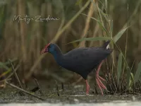 Purperkoet [Porphyrio porphyrio] - Eendragtspolder Zevenhuizen Zuid-Holland (22sept2025)