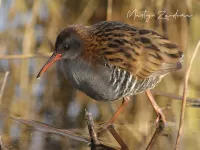 Waterral [Rallus aquaticus] - A4 trace Vlaardingen en Schiedam (7feb2012) 