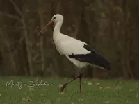 Ooievaar [Ciconia ciconia] - Beatrixpark Schiedam (3dec2025)