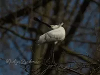 Lepelaar [Platalea leucorodia] - Arboretum-Heempark Delft The netherlands (18mrt2026)