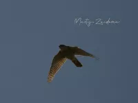 Sperwer [Accipiter Nisus] - Zevenhuizenplas Rotterdam (5mei2026)   
