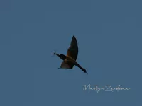 Bijeneter [Merops apiaster] - Vrouwenpolder Zeeland (22mei2026)  
