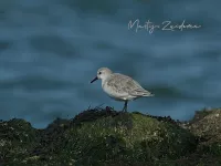 Drieteenstrandloper [Calidris alba] - Brouwersdam Zeeland (14okt2026)  