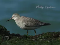 Kanoet [Calidris canutus] - Brouwersdam Zeeland (14okt2026) 