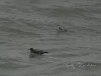 Rosse franjepoot [Phalaropus fulicarius] - Zuiderhavenhoofd Scheveningen Zuid-Holland (30okt2025) 