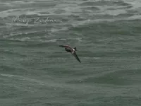 Vaal Stormvogeltje [Hydrobates leucorhous] - Zuiderhavenhoofd Scheveningen (20sept2026)