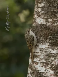 Boomkruiper [Certhia brachydactyla] - Hoog veluwe Schaarsbergen (27jul2026)
