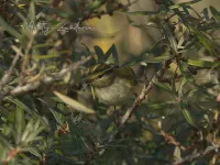 Pallas` boszanger [Phylloscopus proregulus] - Luzerneveld Maasvlakte Rotterdam (9nov2025)