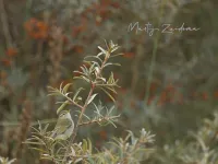 Swinhoes boszanger [Phylloscopus plumbeitarsus] - Maasvlakte Rotterdam  (10okt2021)      