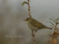 Swinhoes boszanger [Phylloscopus plumbeitarsus] - Maasvlakte Rotterdam (10okt2021)  