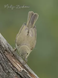 Tjiftjaf [Phylloscopus collybita] - Hoog veluwe Schaarsbergen (27jul2026)