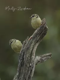 Pimpelmees [Cyanistes caeruleus] - Hoog veluwe Schaarsbergen (27jul2026)