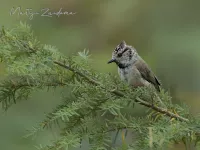 Kuifmees [Lophophanes cristatus] - Hoog veluwe Schaarsbergen (27jul2026)   
