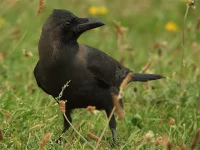 Huiskraai [Corvus splendens] - Hoek van Holland Rotterdam (1feb2012)    