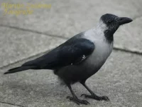Huiskraai ssp zugmayeri [Corvus splendens zugmayeri] - Hoek van Holland Rotterdam (1feb2012) 