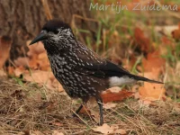 Dunsnavelnotenkraker [Nucifraga caryocatactes macrorhynchos] - Wageningen Gelderland (23nov2018)