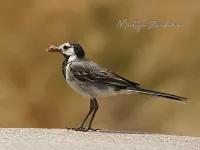 Witte Kwikstaart [Motacilla alba] - Hoog veluwe Schaarsbergen (27jul2026) 