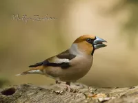 Appelvink [Coccothraustes coccothraustes] - Geldberg Putte (8apr2026)
