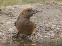 Kruisbek [Loxia curvirostra] - Hoog veluwe Schaarsbergen (27jul2026)