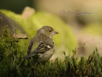 Vink [Fringilla coelebs] - Geldberg Putte (8apr2026)