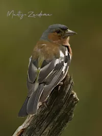 Vink [Fringilla coelebs] - Hoog veluwe Schaarsbergen (27jul2026)