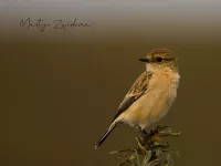 Aziatisch roodborsttapuit [Saxicola maurus] - Maasvlakte Rotterdam (10 okt 2021)   