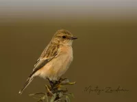 Aziatisch roodborsttapuit [Saxicola maurus] - Maasvlakte Rotterdam (10 okt 2021) 