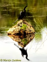 Six Mile Cypress Slough Preserve Florida USA (okt2013) 