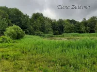 Tenella plas Oostvoorne (5jul2026)