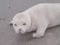bij-neeltje-jans-is-zondagavond-een-albino-zeehond-gevonden