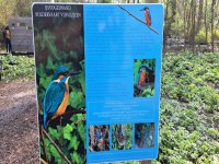 ijsvogel-wand3