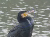 mondhoek_aalscholver